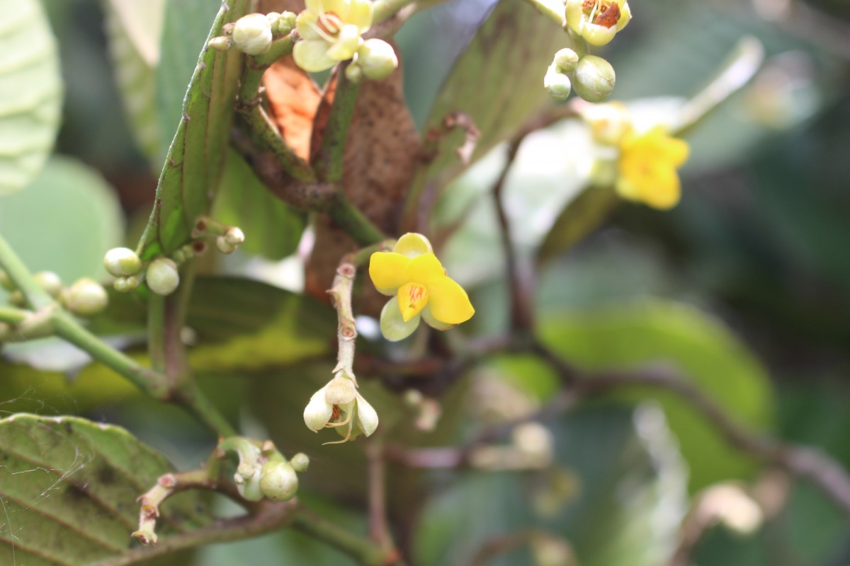 Schumacheria alnifolia Hook.f. & Thomson